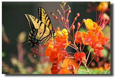 butterfly